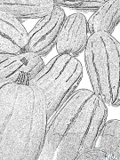 squashes Leathanaigh Dathúcháin Inphriontáilte